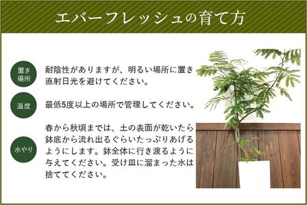 066-02-1 観葉植物 エバーフレッシュ7号サイズ1鉢