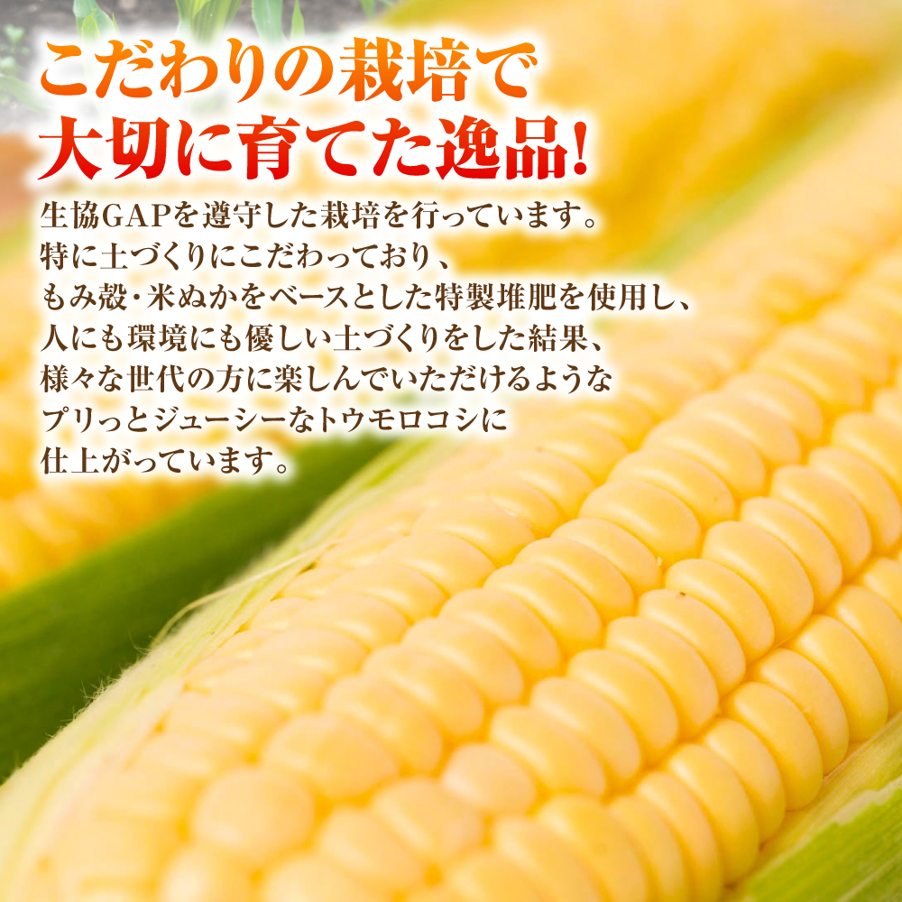 【先行予約】プリッとジューシー！ 熊本県 八代市産 スイートコーン ゴールドラッシュ 約4.5kg (13～16本) とうもろこし トウモロコシ コーン 甘い 【2026年6月上旬より順次発送】_イメ