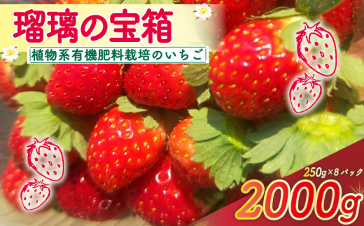 【植物系有機肥料のいちご】 瑠璃の宝箱 いちご 計2000g 250g×8パック 《2026年2月～5月発送》 先行受付 有機 有機JAS 植物系有機肥料 イチゴ 苺 オーガニックイチゴ ストロベリー ベリー フルーツ ケーキ ジャム デザート 果物 甘い 国産 ブランド 新鮮 産地 直送 フレッシュ 人気 おすすめ ふるさと納税 京都 八幡 八幡市 かみむら農園