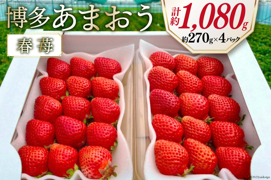 期間限定発送 博多あまおう 約270g×4 / エイチアンドフューチャーズ / 福岡県 筑紫野市 [21760414] 果物 フルーツ いちご イチゴ 苺 朝採り 新鮮