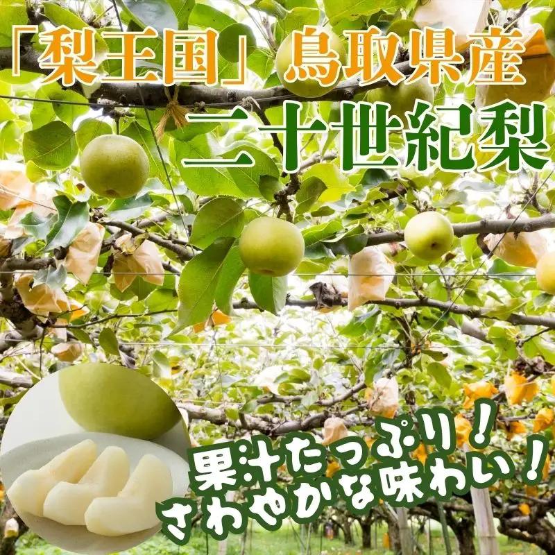 Y1015 二十世紀梨(家庭用) 5kg