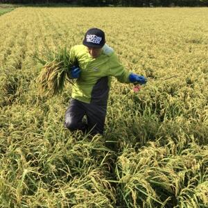 大雪山の黄金 ～ 岸田農園の GOLD RUSH CORN【1610197】