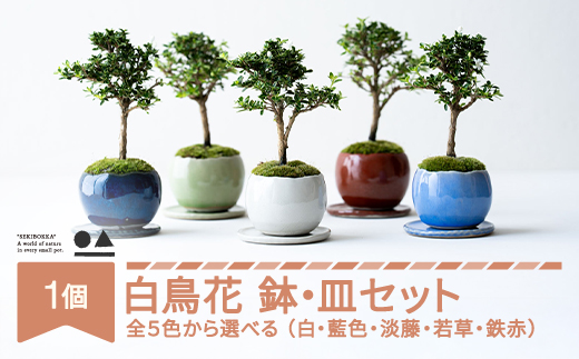 白鳥花 ハクチョウゲ 鉢皿セット 色を選べる 盆栽 植物 石木花 sw-bohkx380 ※沖縄・離島への配送不可