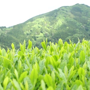 ハローキティ 緑茶 ティーバッグ 4袋 マグネット ハローキティ