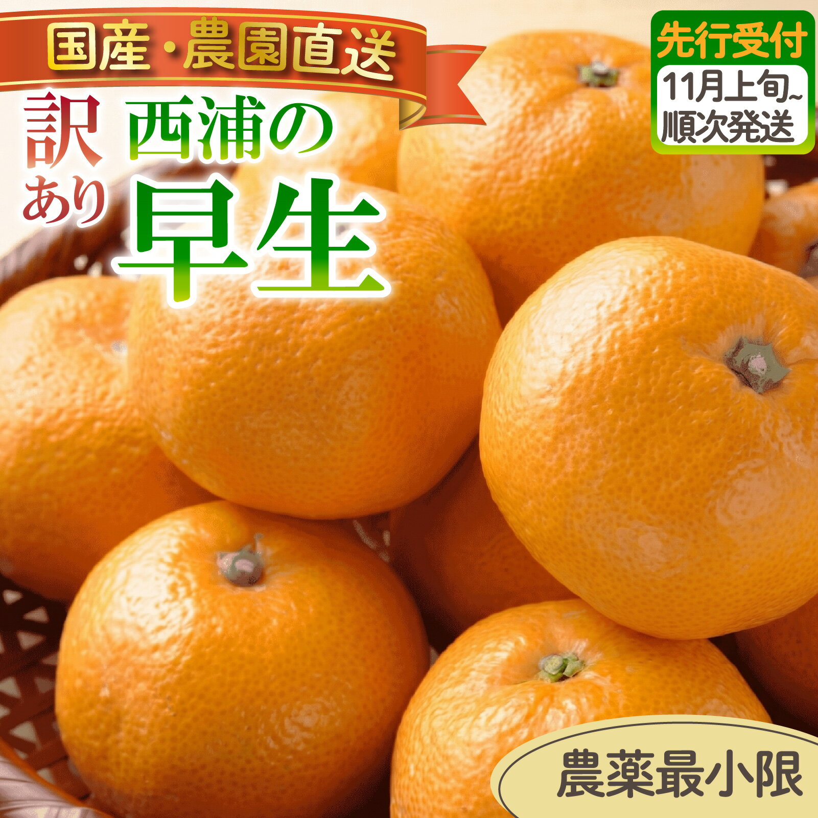 【ふるさと納税】 訳あり みかん 早生 3kg 5kg 10kg 選べる容量 ｜ 木負観光みかん園 ミカン オレンジ 蜜柑 柑橘 フルーツ 旬 果物 国産 産地直送 季節限定 西浦 沼津市 静岡県