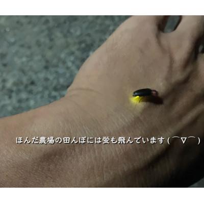 ふるさと納税 能美市 有機米こしひかり「水の精」玄米 10kg (5kg×2袋) |  | 03