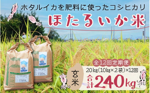 【訳あり】ほたるいか米（玄米20kg）×12回 計240kg【12ヶ月定期便】【訳あり 米 コシヒカリ こしひかり ほたるいか ホタルイカ お米 ブランド米 富山 滑川】[O-021002]