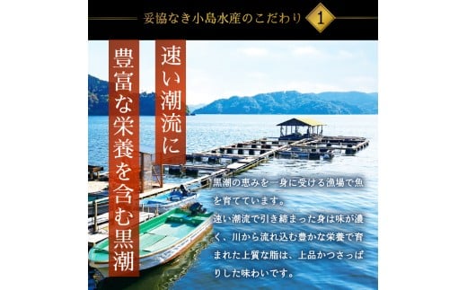 刺身 定期便 3ヶ月 小容量 コース 小島水産 産地直送 かつお ブリ 鯛 3回 新鮮 乙女鯛 乙女ブリ 藁焼き かつおタタキ タイ 鰤 ぶり 鰹タタキ 鰹 カツオ かつおのたたき お刺身 高知県 須
