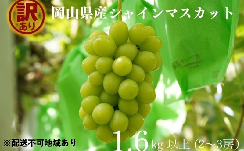 
                  訳あり シャインマスカット 2～3房 合計1.6kg以上 産地直送 朝採れ ぶどう 葡萄 シャイン マスカット 岡山 Kawahara Green Farm 岡山県産 2026年 先行予約
                