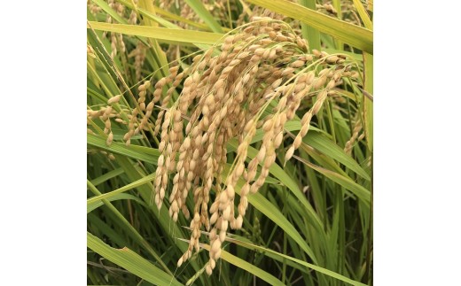 【2026年11月～発送】令和8年産 山形県産 米 はえぬき (玄米) 5kg 0079-2643