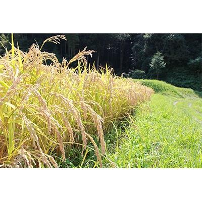 ふるさと納税 君津市 【新品種】千葉・粒すけ　10kg(大つぶ) |  | 03