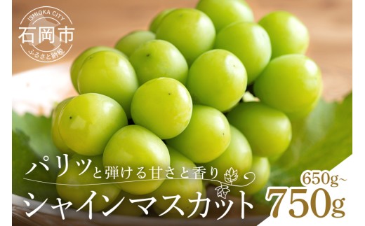 【 2026年 先行予約 】 シャインマスカット 650～750g 石田ぶどう園 1房 種なし ぶどう ブドウ 国産 果物 くだもの 大粒 葡萄 種無し フルーツ 9月 10月 発送 秋 旬 品種 茨城県産 産地直送 産直 農家直送 冷蔵 茨城県 石岡市 (A02-006)