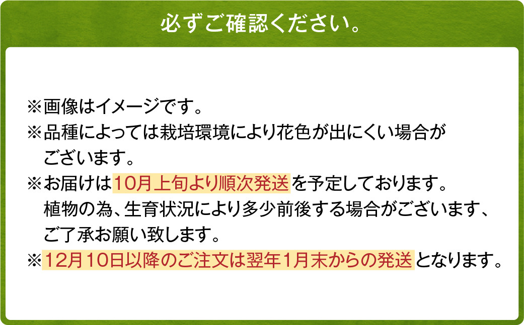 ユリ球根 大球レッドカサブランカ 12球 パラッツォ 