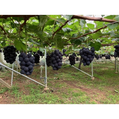 【2026年発送　先行受付】山梨直送!!種なし巨峰2～3房(1.2kg以上)【配送不可地域：離島・沖縄県】