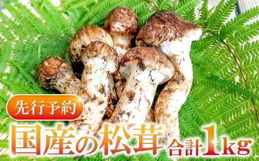 国産まつたけ　1㎏【先行予約 野菜 きのこ キノコ 松茸 まつたけ マツタケ 1kg 朝どれ 松茸ごはん 焼きまつたけ 土瓶蒸し すき焼き 期間限定 季節限定 早期予約 冷蔵 10月～11月初旬発送】