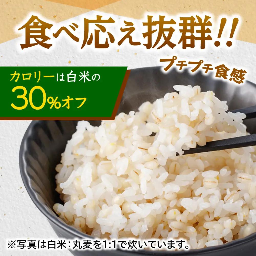 丸麦 20kg [AHBU001] 麦