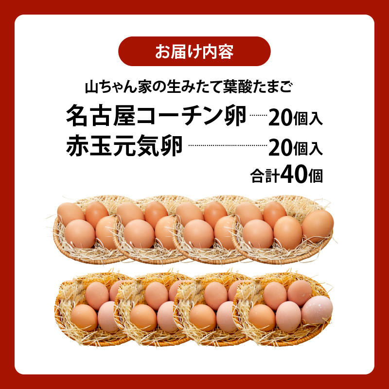 【山ちゃん家の生みたて葉酸たまご】名古屋コーチン卵・赤玉元気卵 食べ比べセット（各20個 合計40個入り） 山ちゃん家 生みたて 葉酸たまご 名古屋コーチン卵 赤玉元気卵 食べ比べ セット 各 20個
