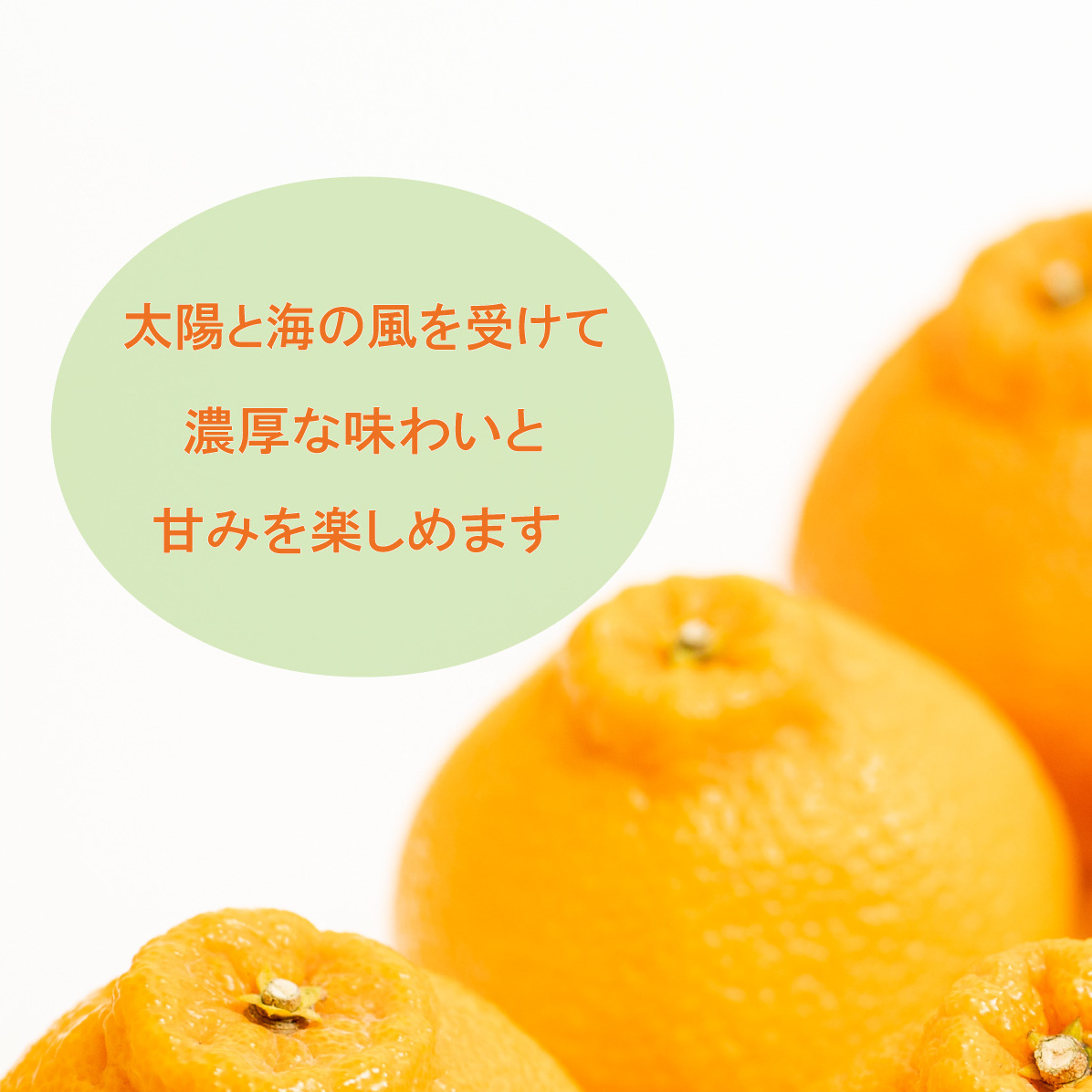 【先行予約】訳あり 不知火 5kg 減農薬 サイズミックス 不揃い 愛南フルーツ 発送時期：2027年3月下旬～なくなり次第終了