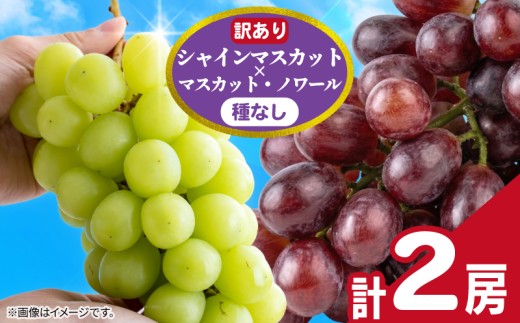 訳あり シャインマスカット × マスカット・ノワール （ 種なし ） 1房 450g 以上 2026 年発送分 数量限定 先行予約 種なし 葡萄 ぶどう マスカット 自宅用 産地直送 農家直送 直売 生産 有機栽培 フルーツ 果物 果実 くだもの デザート 旬 味覚 新鮮 甘い 贅沢 ご褒美 お取り寄せ グルメ ふるさと納税 送料無料 千葉県 銚子市 加瀬農園 【8月下旬～9月中旬に順次発送予定】