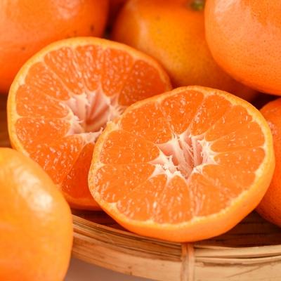 ふるさと納税 いちき串木野市 【11月中旬頃〜発送】JAさつま日置産　北原早生(温州みかん)　合計約5kg |  | 01