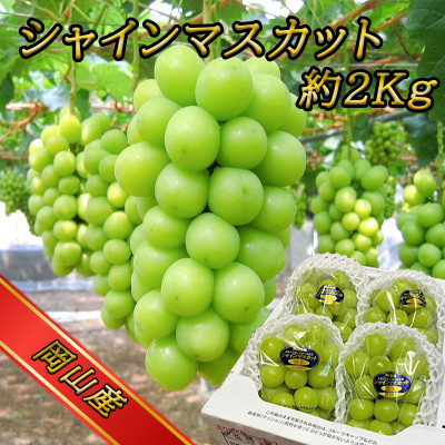 
                  糖度!シャインマスカット!約2kg【2027年8月中旬より順次発送】ギフトにも岡山県産ぶどう!_シャインマスカット ぶどう 葡萄 ブドウ 果物 くだもの フルーツ 岡山県 津山市 贈答 ギフト プレゼント 産直 産地直送 送料無料【1365245】
                