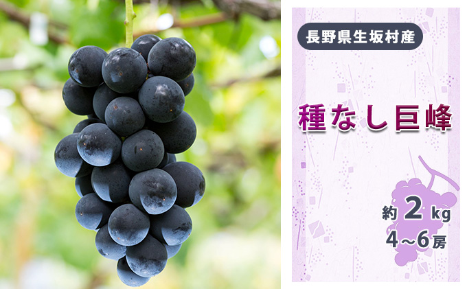 2025年先行予約 種なし巨峰4～6房入り約1.7～2kg 果物類 フルーツ 果物 新鮮 瑞々しい