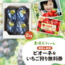 【ふるさと納税】★レビューキャンペーン★＜先行予約・令和7年度産＞ 朝採れ新鮮ピオーネ2kg&いちご狩り無料券 TY0-0802