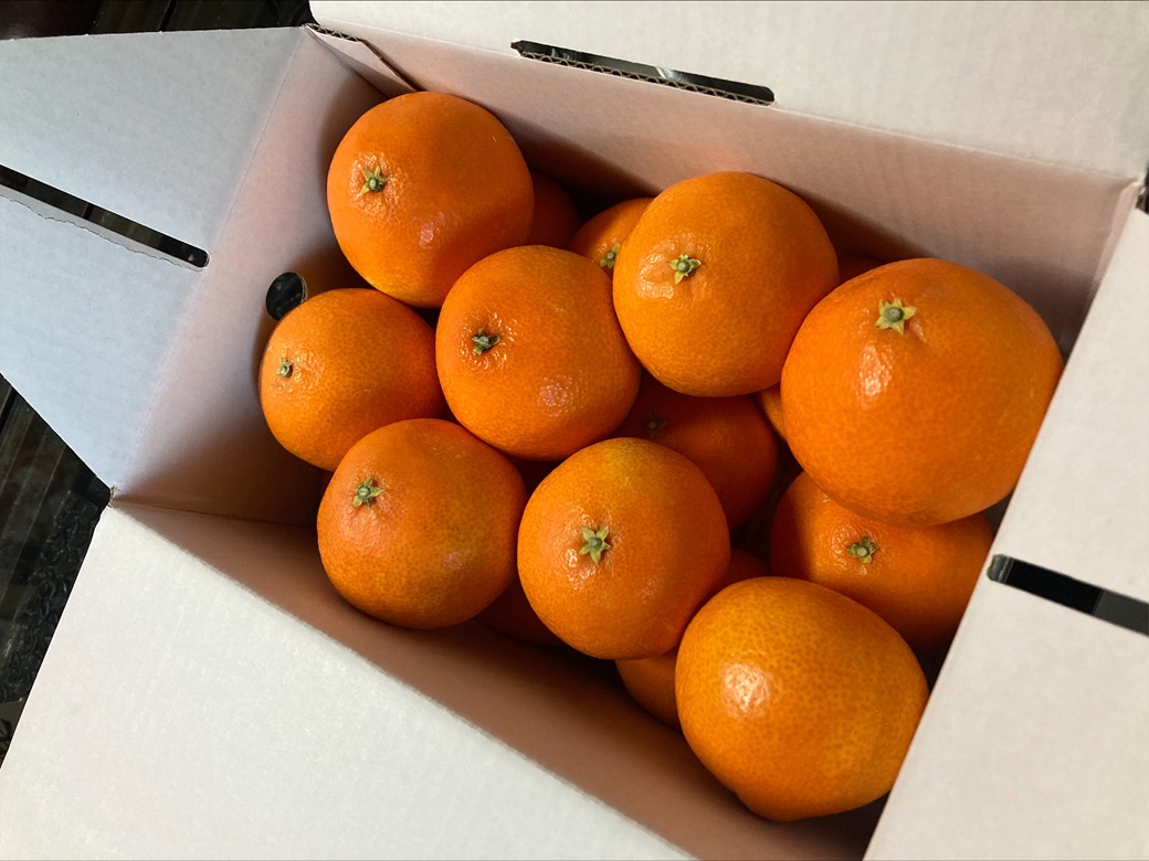 みかん 愛果28号 3kg MLサイズ バラ詰め 紅まどんな同一品種 先行予約 【2026年12月以降順次発送予定】 みきゃん箱 愛媛 数量限定 愛媛県産 人気 柑橘 フルーツ 国産 おすすめ 伊予市