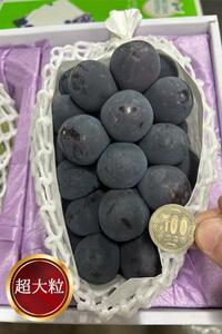岡山県産 ぼっけえ大粒！ ピオーネ 1房 800g以上 化粧箱入り