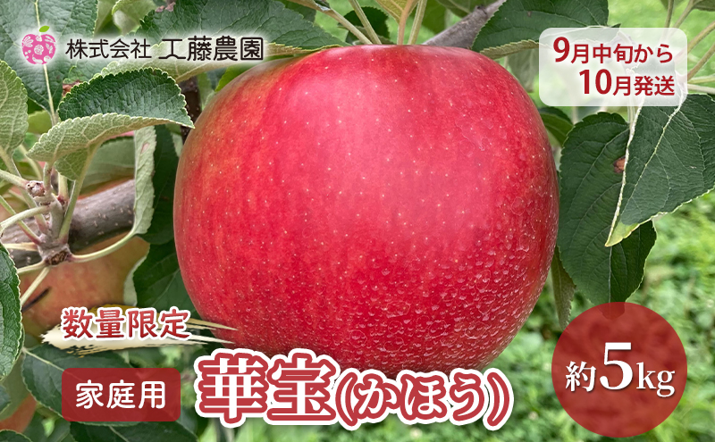 【数量限定 9月中旬から10月発送】家庭用 華宝(かほう) 約5kg 希少りんご 工藤農園【弘前市産・青森りんご】