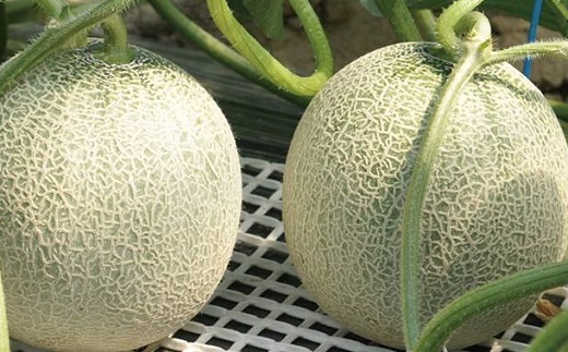 食の都庄内【令和7年産】《7・8・9月お届け-C》旬のフルーツの3ヶ月定期便 《7・8・9月お届け-C》