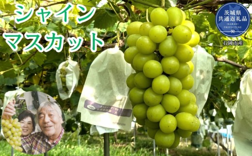 
                  【2026年発送】 開田ぶどう園 シャインマスカット 1.2kg 2kg 4kg （茨城県共通返礼品・石岡市産） ／ シャインマスカット ぶどう 葡萄 ブドウ 果物 フルーツ
                