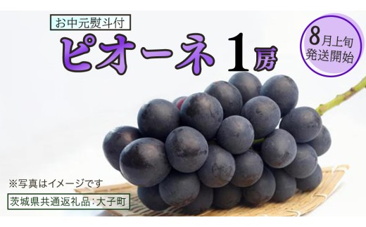 【 お中元 熨斗付き 】 ピオーネ １房 【2026年8月上旬発送開始】(茨城県共通返礼品：大子町) ブドウ ぶどう 葡萄 ピオーネ 果物 フルーツ 果実