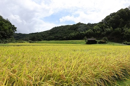 島根県飯南町産こしひかり（２kg×４袋） ×６回 【 米 コシヒカリ ブランド米 小分け 便利 贈答用 プレゼント 精米 玄米 新米 選択可能 D-65 】