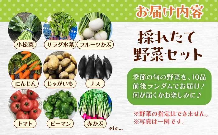 野菜 採れたて野菜セット BLCF001