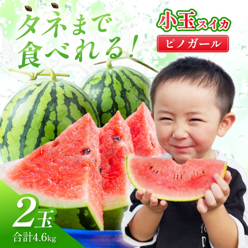 【ふるさと納税】選び抜いた！小玉すいか ピノガール 2L 2玉《先行予約》2026年6月上旬から順次発送予定【 配送不可地域：北海道・沖縄・離島】