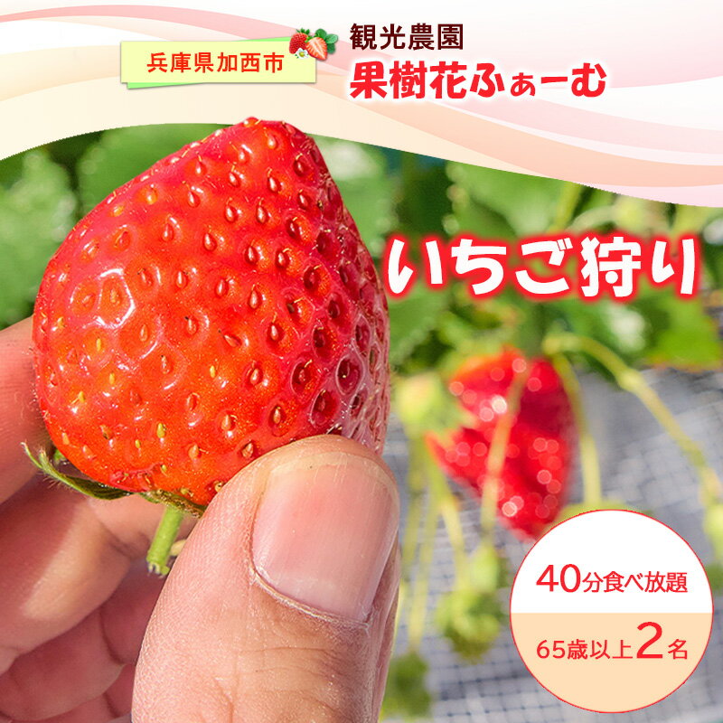 【ふるさと納税】いちご狩り40分食べ放題 65歳以上2名 いちご狩り 食べ放題 40分 いちご イチゴ 苺 観光 レジャー 兵庫県 加西市