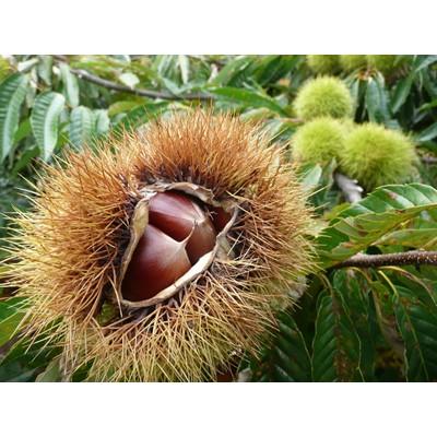 ふるさと納税 五泉市 〈11月下旬発送〉越後村松の栗2kg |  | 01