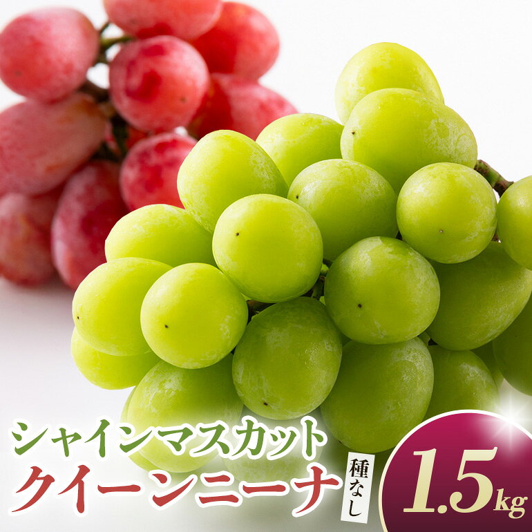 【ふるさと納税】 【2026年先行予約】シャインマスカットとクイーンニーナ（種なし）1.5kg（2〜3房） 葡萄 ブドウ フルーツ 果物 くだもの 産地直送 茨城県 石岡市 A02-030