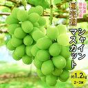 【ふるさと納税】＜25年発送先行予約＞☆絶品☆ シャインマスカット 2-3房約1.2kg ふるさと納税 おすすめ ランキング シャインマスカット 笛吹市 国産 人気 期間限定 ぶどう 葡萄 果物 甘い デザート おやつ 山梨県 送料無料 090-004