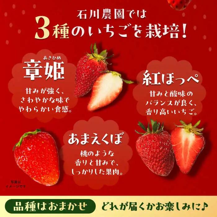 【先行予約】完熟 いちご 4パック / 恵那市 / クリエイティブファーマーズ [AUAH020] いちご