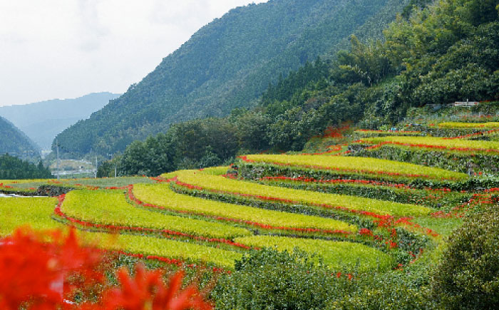 【3回定期便】菊鹿 棚田米 5kg【ミヤタ 株式会社 】  米 こめ お米 ご飯 精米 熊本県産 山鹿市 [ZAH006]