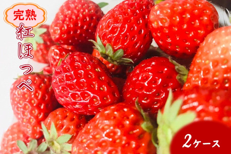 いちご 紅ほっぺ デラックス 2箱 完熟 苺 朝採り 新鮮 美味しい 甘い おすすめ 高級 果物 フルーツ ストロベリー