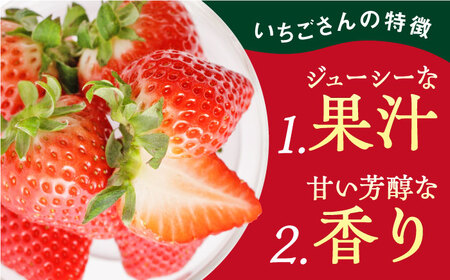 【先行予約】【農家直送】いちごさん（240g×2パック） /甘〜いいちご お試しパックいちご イチゴ 苺 佐賀県産いちご ブランドいちご いちごさん うつくしい色と形のいちご 華やかでやさしい甘さのい