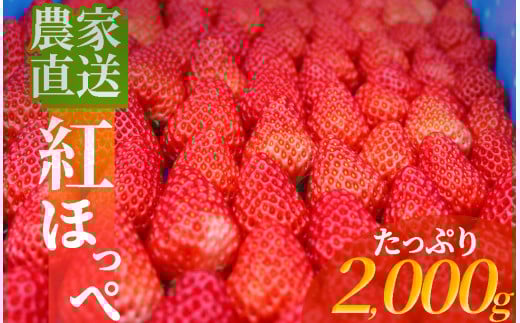 【先行予約＿2026年出荷分】南伊豆産いちご　紅ほっぺ2kg　【 いちご 紅ほっぺ 果物 フルーツ 苺 イチゴ くだもの 静岡県産 期間限定 】　<BD-4>