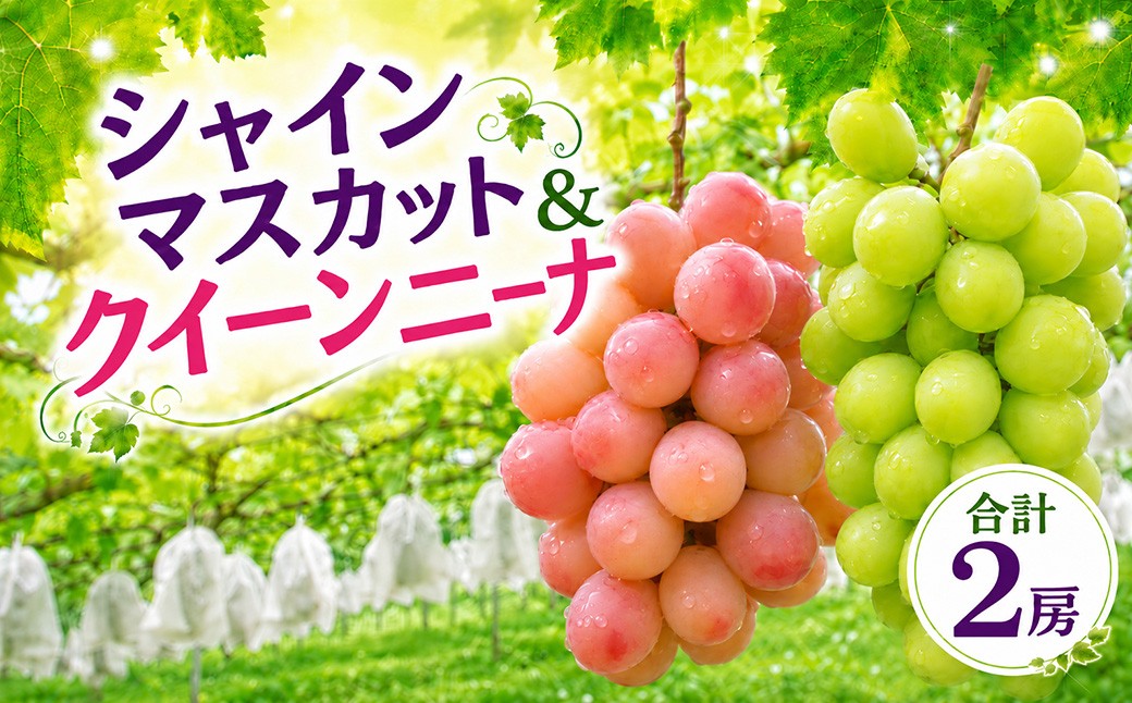 
                  シャインマスカット クイーンニーナ ぶどう 種なし 各1房 先行予約 生産者直送 朝採れ 期間限定｜シャインマスカット  クインニーナ クイーンニーナ 葡萄 グレープ 果物 フルーツ 甘い おいしい 旬 農家直送 新規就農  限定 果樹 高級果物 お取り寄せ 新鮮 人気品種 デザート スイーツ 美味しい ギフト 人気 井上レジャー 茨城県 常陸太田市
                