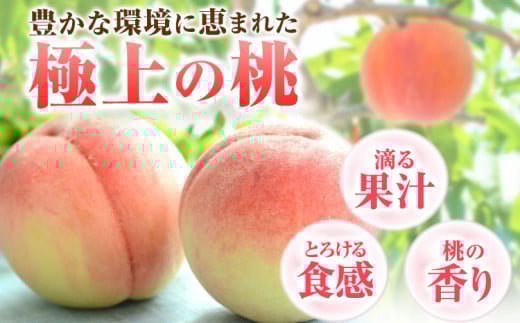 桃 和歌山県産 紀の里の桃 約1kg (3-5玉)《2025年6月中旬-8月中旬頃出荷》 2025年 紀の里の桃 白鳳 日川白鳳 なつっこ 清水白桃 川中島白桃 八旗白桃 和歌山 もも 一万円以下 1