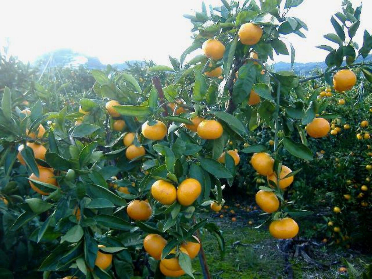 紀州有田みかん 約5kg 訳あり 家庭用キズあり サイズ混合［SL53］