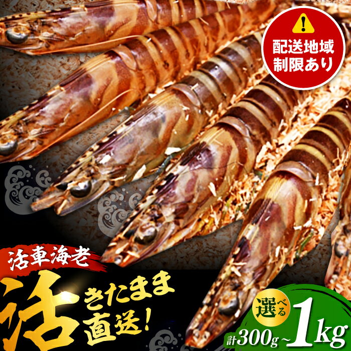 【ふるさと納税】【配送地域限定】【選べる内容量】活車海老（養殖） 計300g-1kg / エビ えび 海老 生エビ 生えび 生海老 刺身 海鮮 / 佐賀県 / 株式会社拓水 浜崎クルマエビセンター [41ABAI001]