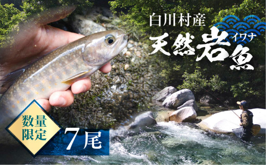 白川村産 天然岩魚 イワナ 7尾 15000円 [S803]